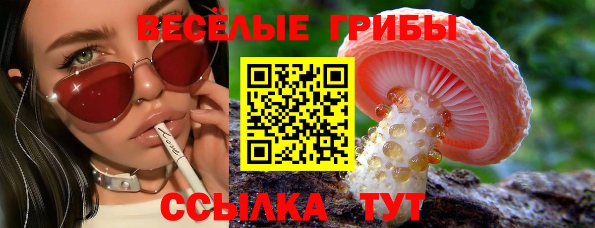 Псилоцибиновые грибы Cubensis Иваново